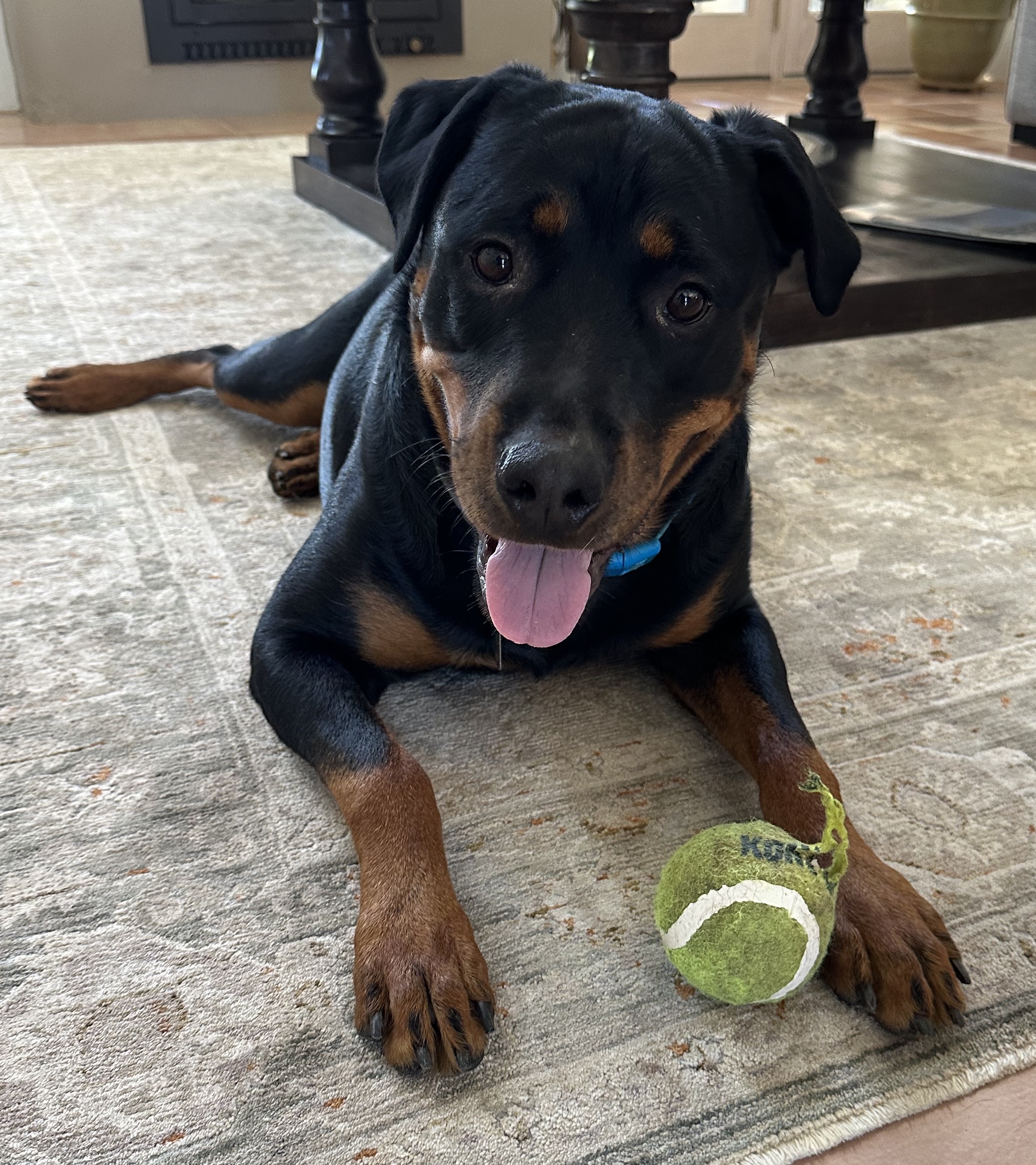 Image of Chappy – happy and safe