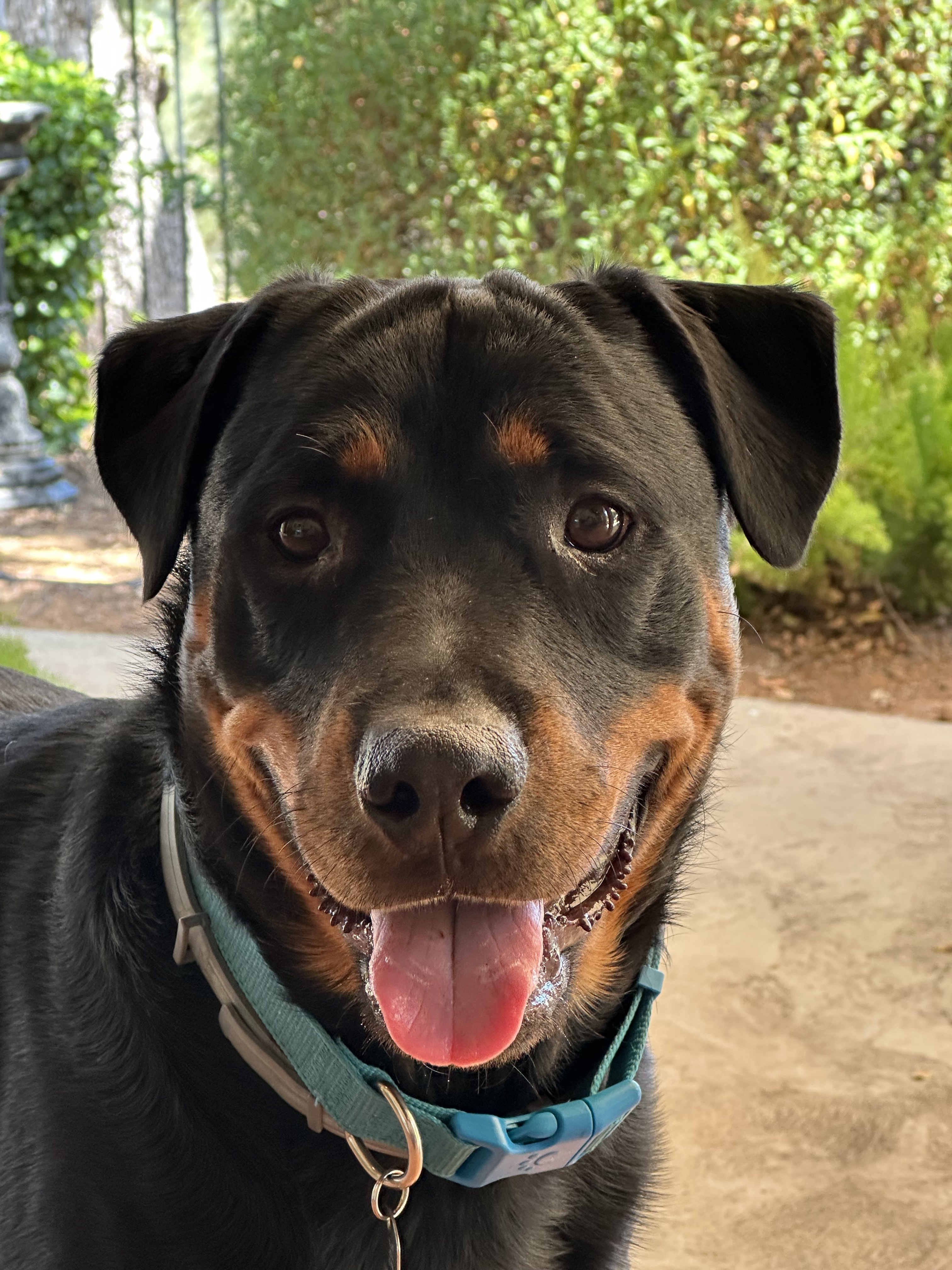 Chappy happy and safe